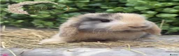 Mini Lop rabbits for sale: Gorgeous Pure Bred Mini Lops - Advert 18