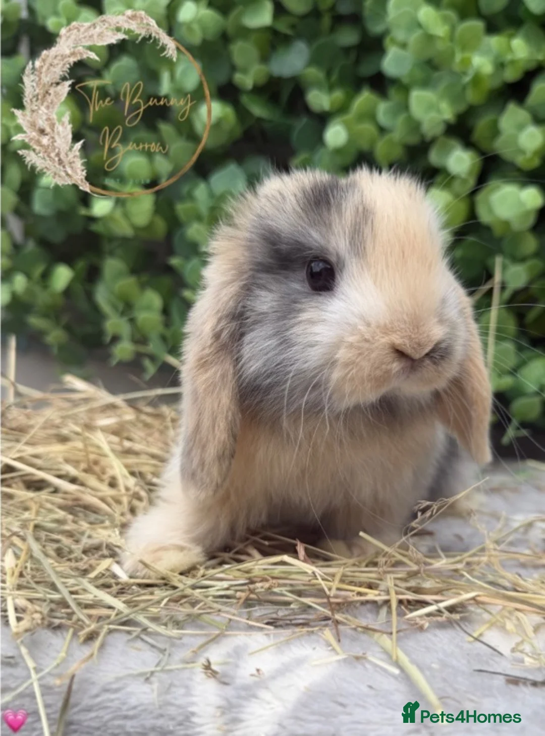 Mini Lop rabbits for sale: Gorgeous Pure Bred Mini Lops - Advert 18