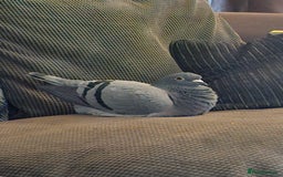 Pigeons birds for sale: Male Pigeon  Perry  - Image 3
