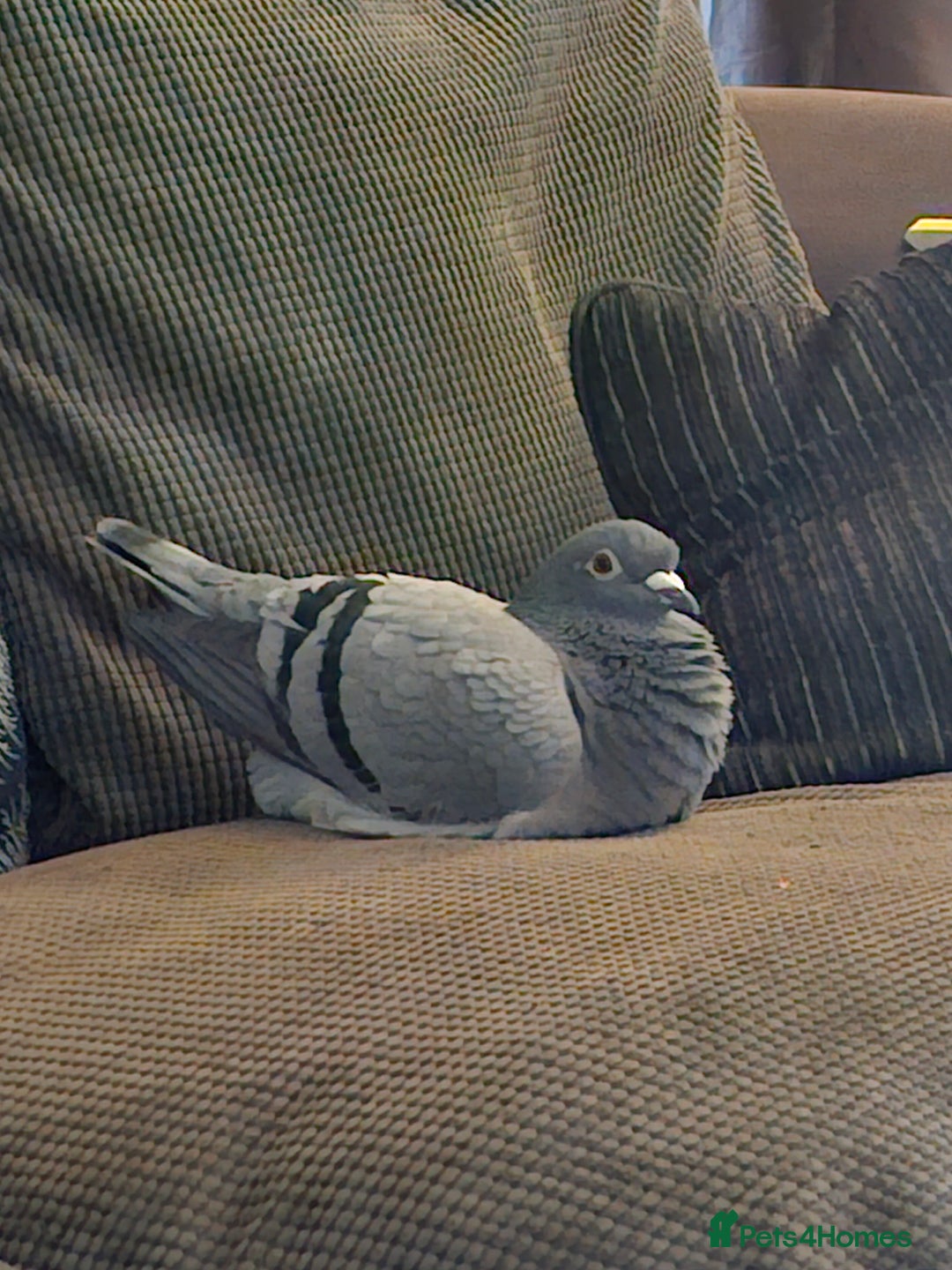 Pigeons birds for sale: Male Pigeon  Perry  - Image 3