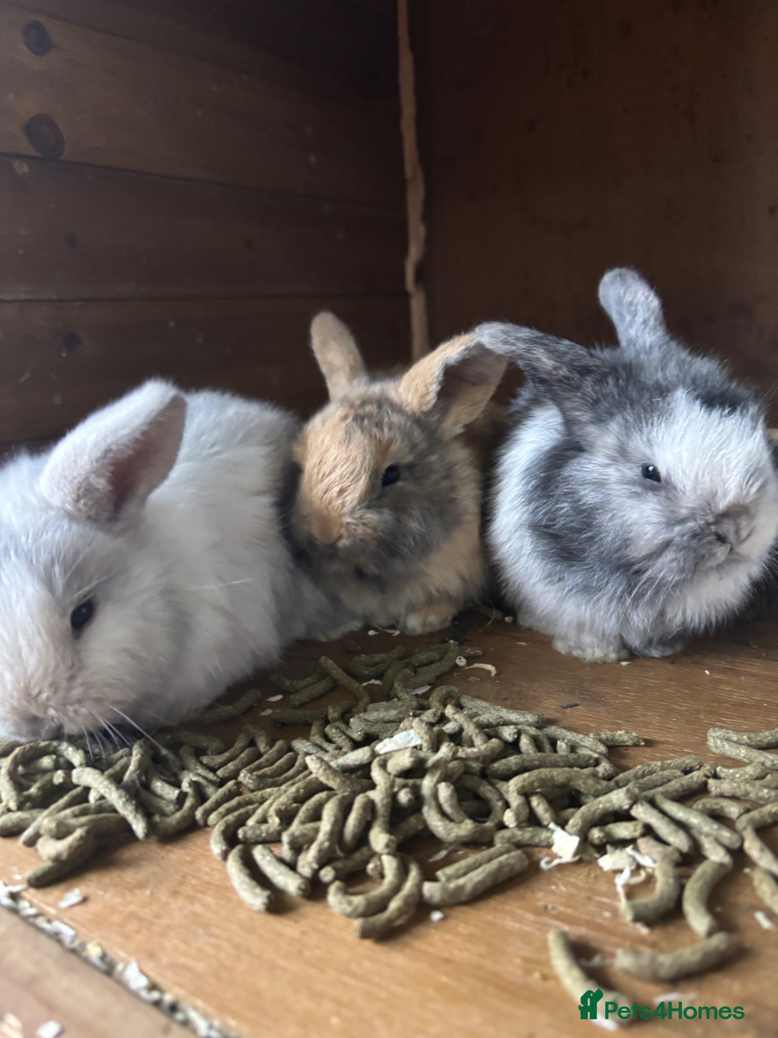 Mini Lop rabbits 3 mini lops  - Advert 18