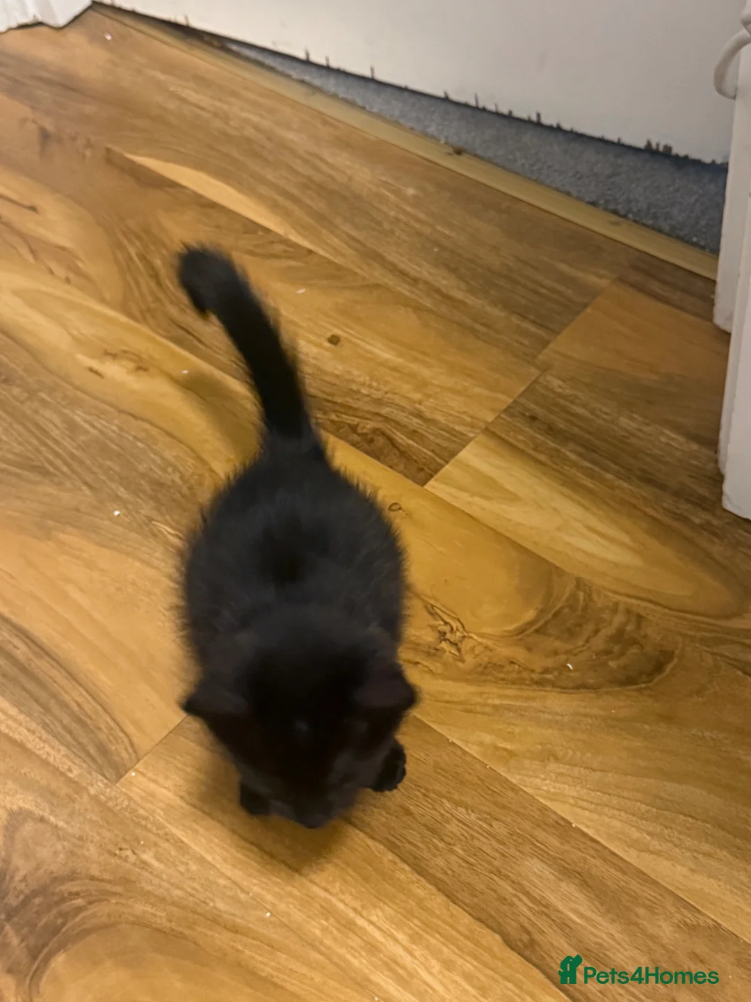 Domestic Shorthair cats for sale: Kitten  - Advert 6