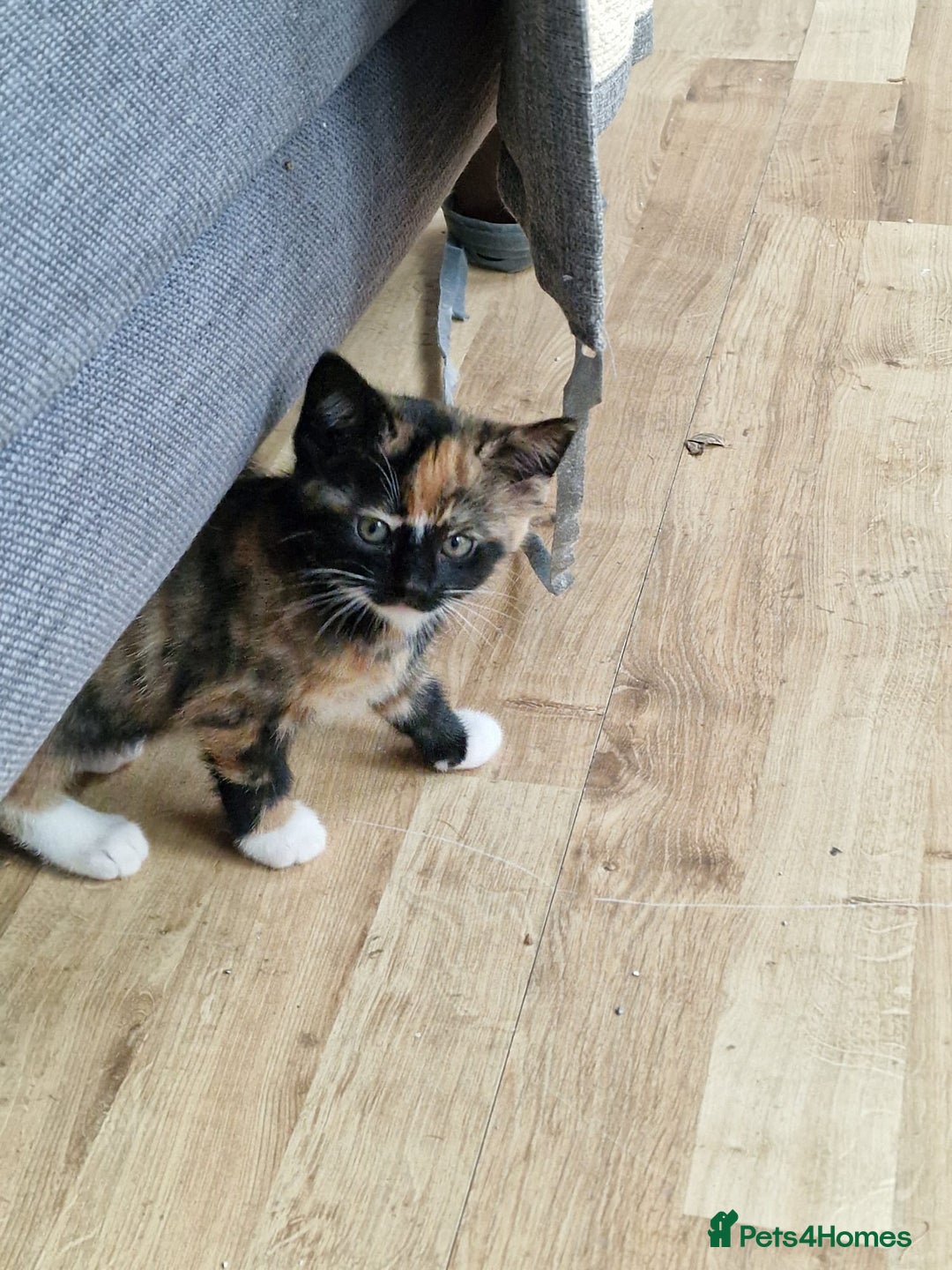 Mixed Breed cats for sale: Very special tortie and white girl - Advert 6