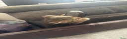 Mixed Breed cats for sale: 4 kittens looking for forever homes  - Advert 7
