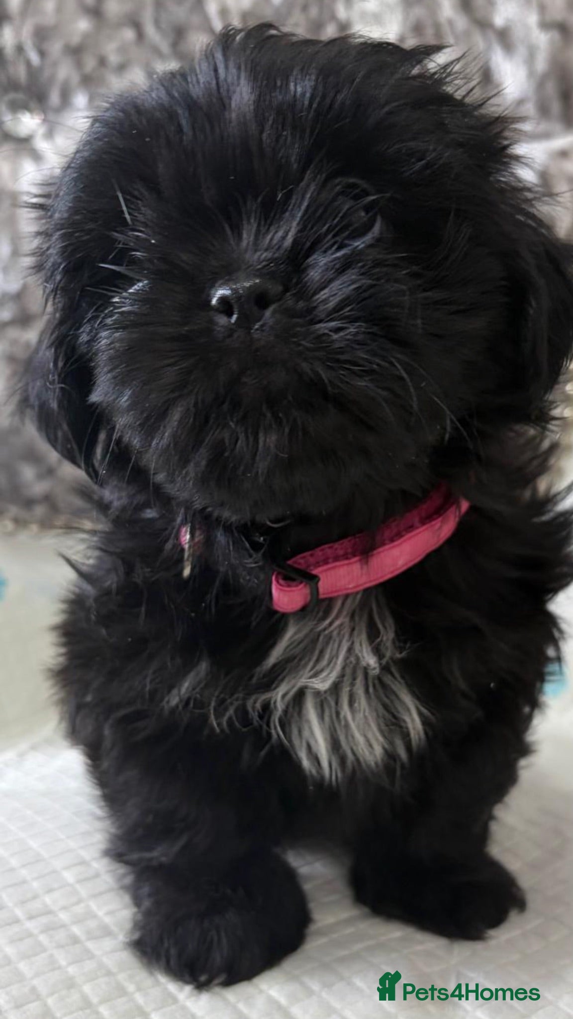Shih Tzu dogs Shih tzu - Advert 5