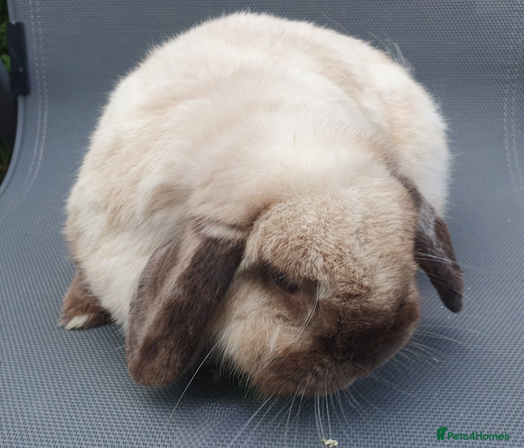 Dwarf Lop rabbits for sale: Spayed/neutered rabbits for adoption VAC Yurvac - Image 4