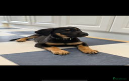 Mixed Breed dogs for sale: Shepweiler X Dogue de Bordeaux Pup for sale  - Image 5