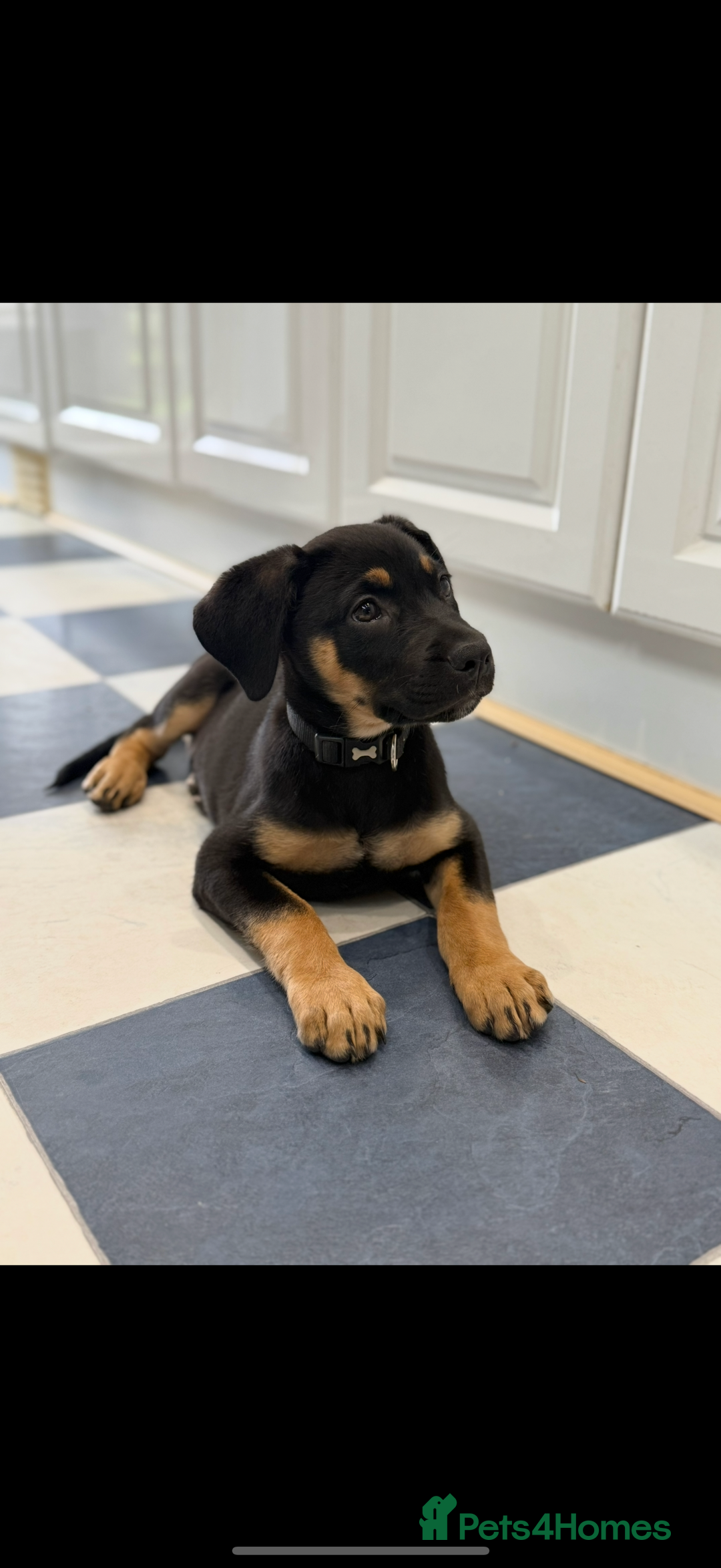 Mixed Breed dogs for sale: Shepweiler X Dogue de Bordeaux Pup for sale  - Image 5