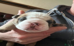English Bulldog dogs for sale: English bulldogs - Advert 23