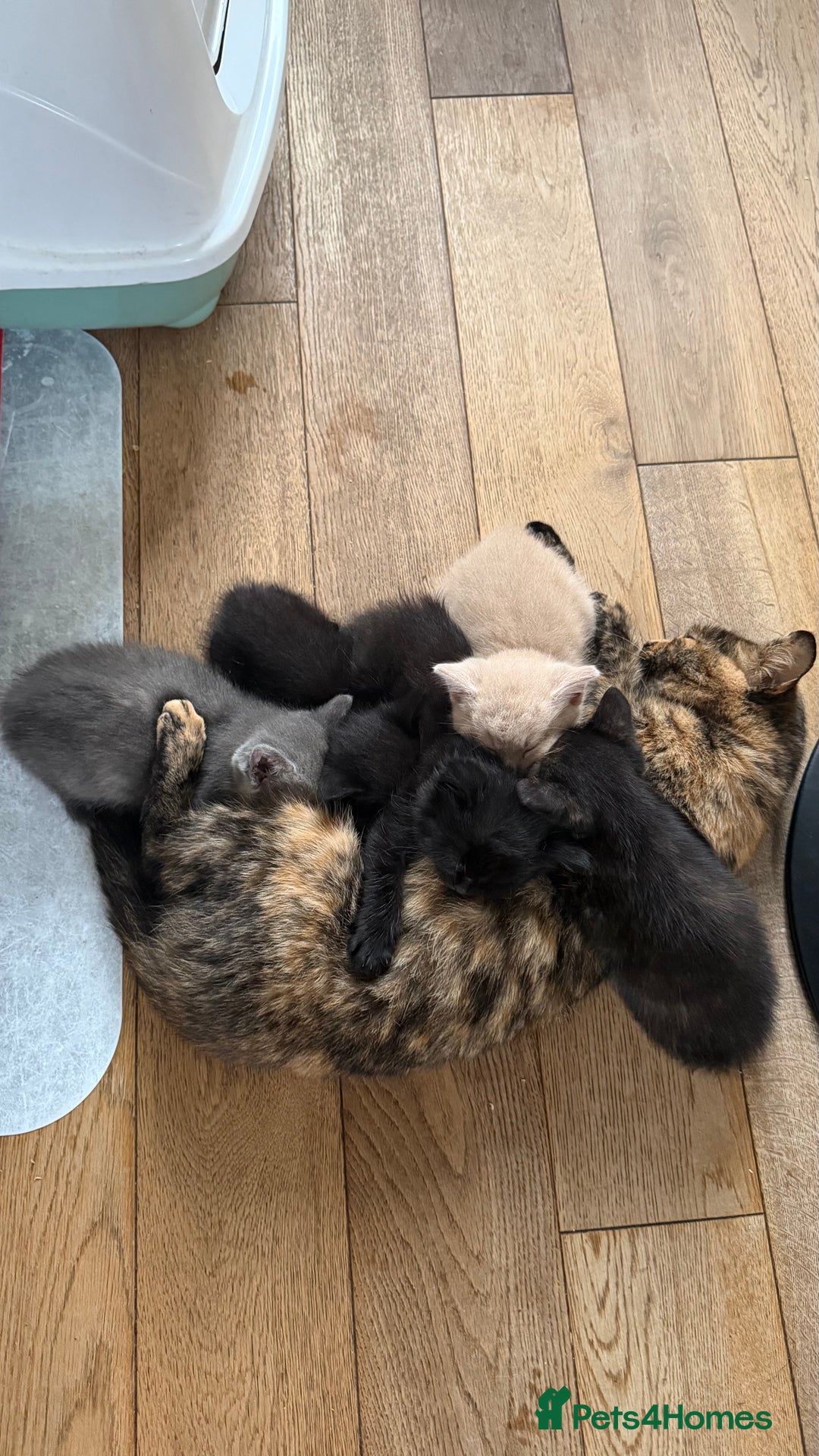 Mixed Breed cats for sale: 🐾Adorable Litter of 5 Kittens Ready now🐾  - Advert 8