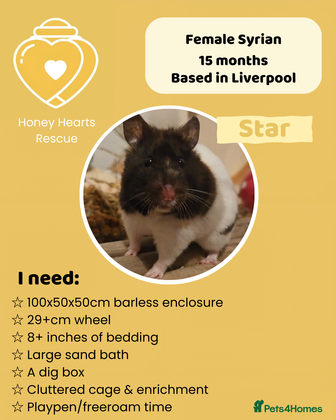 Hamster rodents for sale: Female syrian hamster for adoption - Advert 7