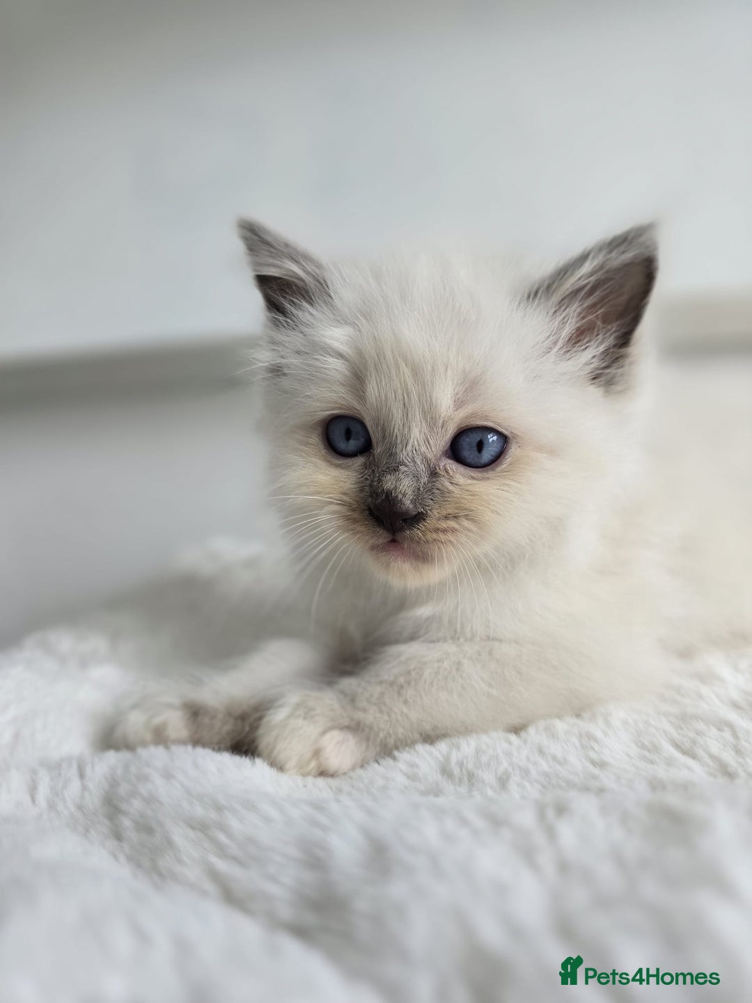 Ragdoll cats for sale: Irresistable Blue Mitted Ragdoll Kittens🙀😻🙀 - Image 28