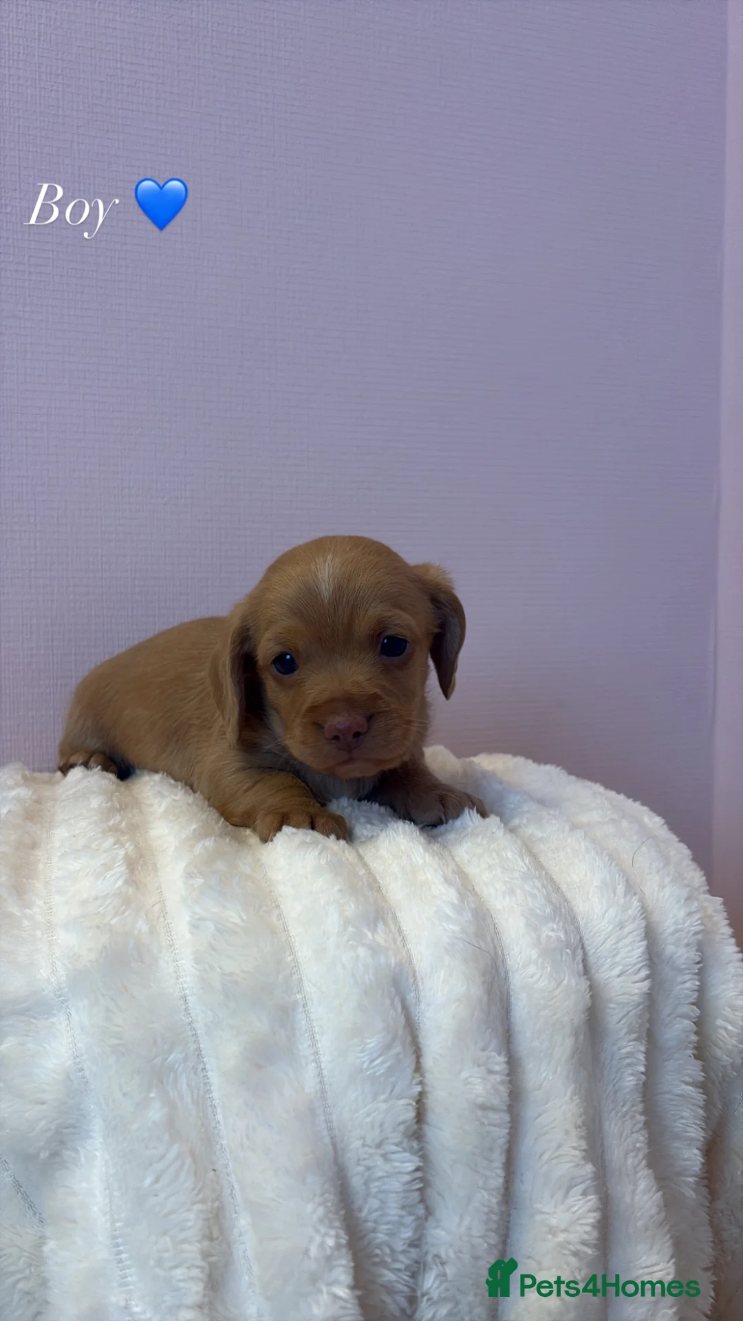 Doxiepoo dogs for sale: 🐾F1 Doxiepoo puppies🐾 - Advert 2