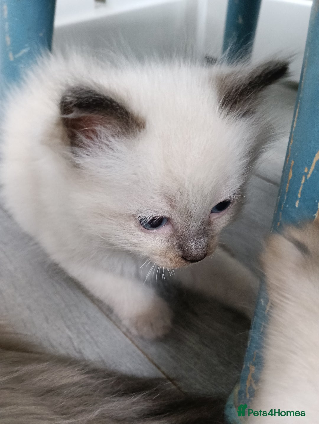 Ragdoll cats for sale: GCCF registered pedigree ragdoll kittens  - Advert 3