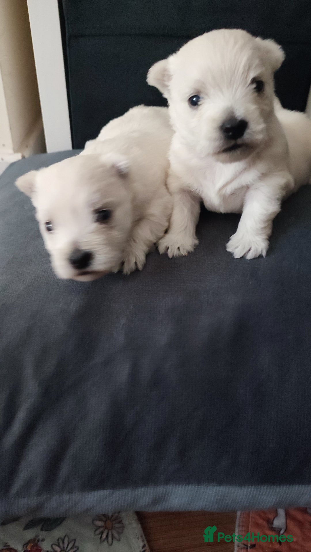 West Highland Terrier dogs for sale: Two RKC adorable and pure westies girls for sale - Advert 4