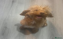 Cavapoo dogs for sale: x4 cockapoos puppies - Advert 7