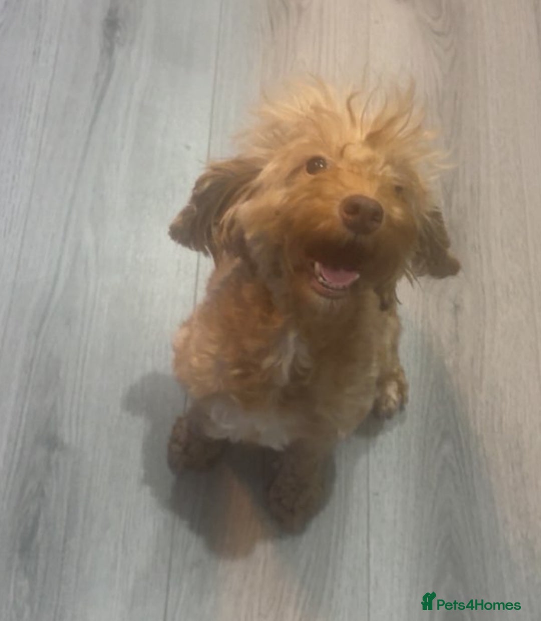 Cavapoo dogs for sale: x4 cockapoos puppies - Advert 7