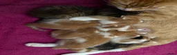 Mixed Breed cats for sale: Kittens for sale - Advert 1