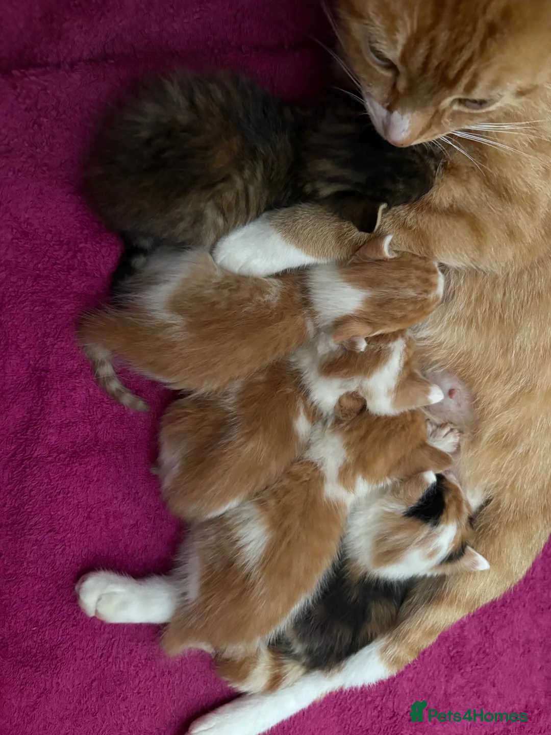 Mixed Breed cats for sale: Kittens for sale - Advert 1