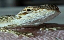 Bearded Dragon reptiles for sale: 6 Baby Bearded Dragons - Advert 15