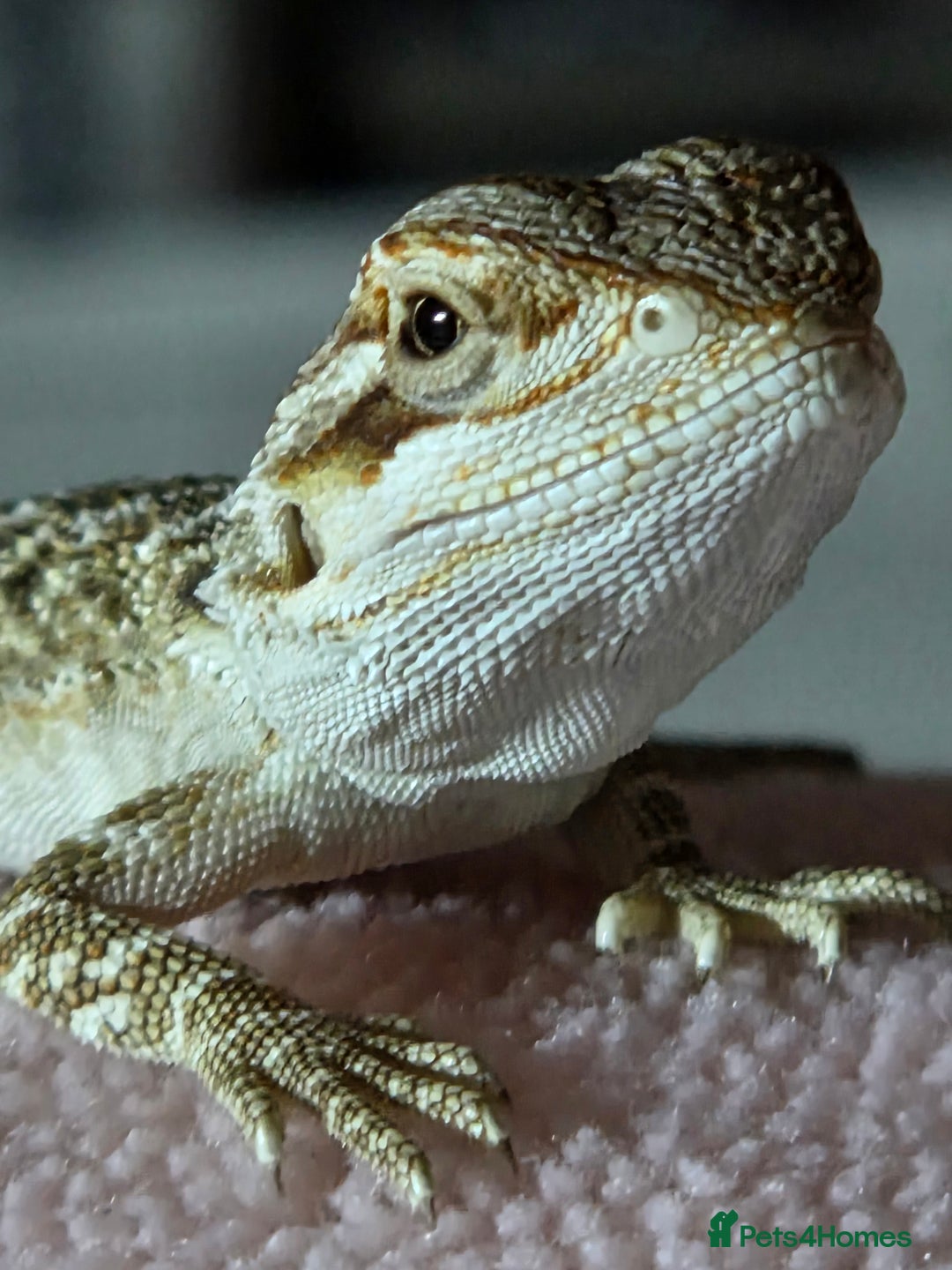 Bearded Dragon reptiles for sale: 6 Baby Bearded Dragons - Advert 15