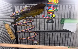 Conures birds for sale: Beautiful baby Patagonian conure - Image 2
