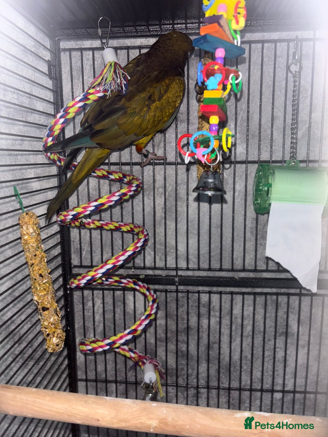 Conures birds for sale: Beautiful baby Patagonian conure - Image 2