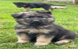 German Shepherd dogs for sale: Ready to leave 🐾 GSD Puppies - Image 5