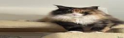 Maine Coon cats for sale: Beautiful TICA-Reg MaineCoon needs a Loving Home in London - Advert 3