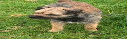 Border Terrier dogs for sale: KC Reg Border Terrier Puppies . - Advert 13