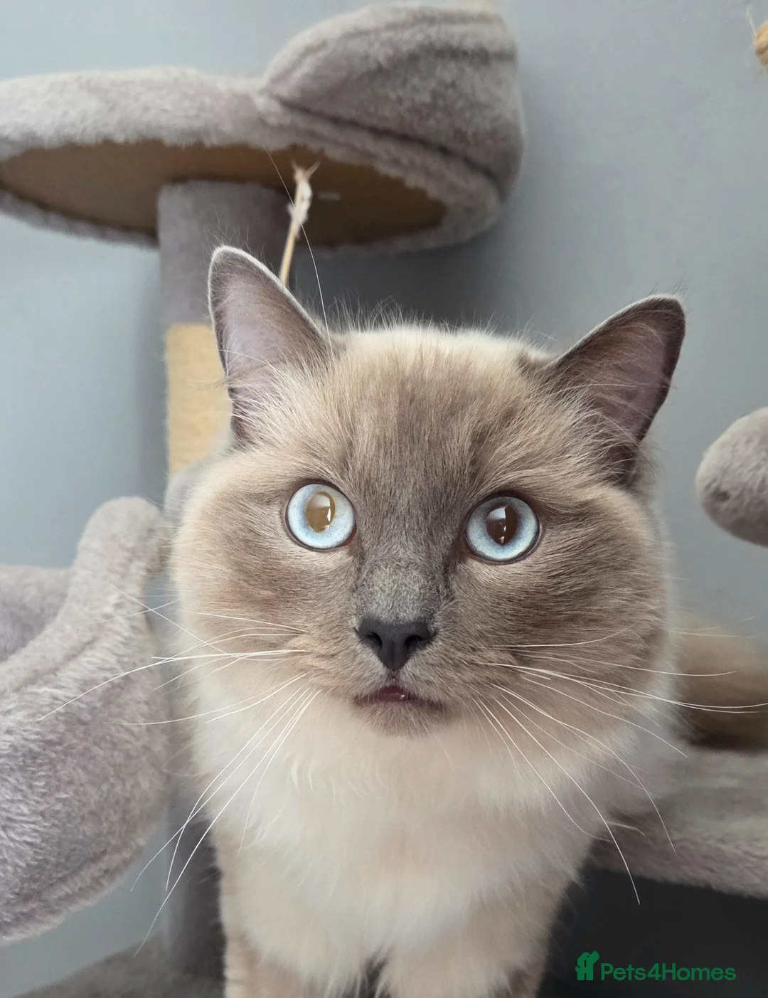 Ragdoll cats for sale: Ragdoll Blue colourpoint male - Advert 3