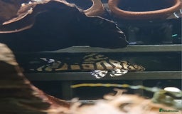 Other/Mixed Breed fish for sale: L236sw and l236rb - Image 3