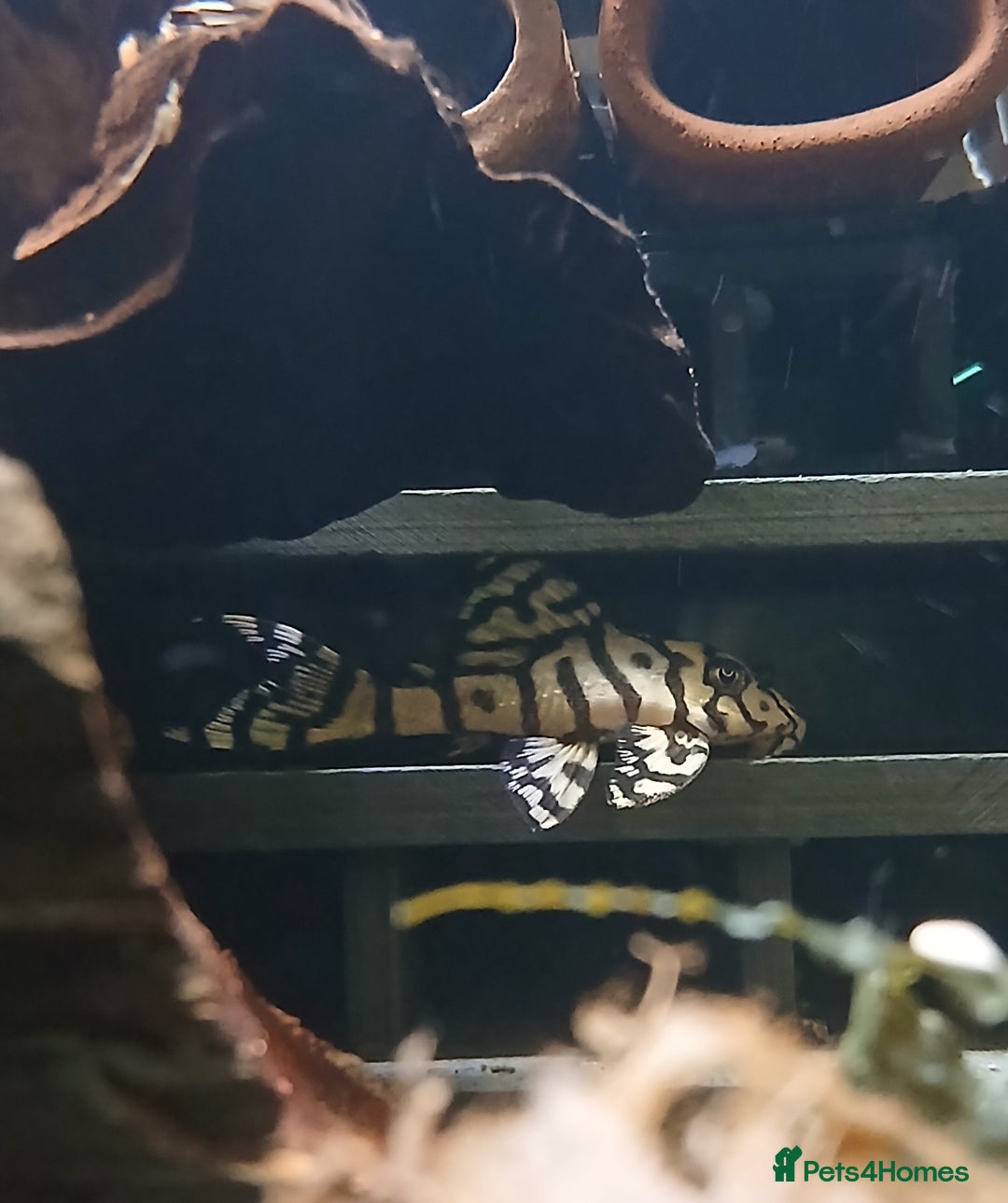 Other/Mixed Breed fish for sale: L236sw and l236rb - Image 3