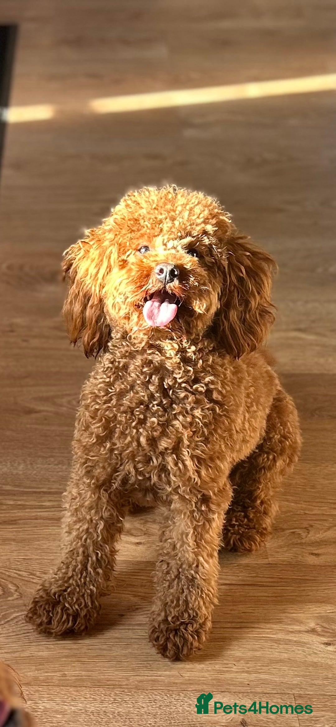 Toy Poodle dogs for stud: Kc Health tested fox red Toy poodle for stud - Advert 20