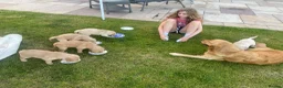 Golden Retriever dogs for sale: Golden Retriever Puppies in Thatcham - Advert 23
