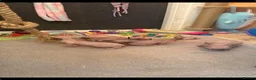 Sphynx cats for sale: 5 star kittens for 5 star homes - Advert 5