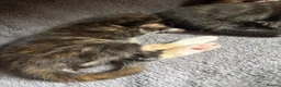 Mixed Breed cats for sale: Four Gorgeous Kittens  - Advert 12