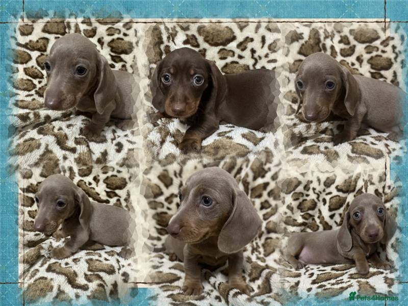 Dachshund dogs 🩷Amazing dachshund puppies🩷 - Advert 1