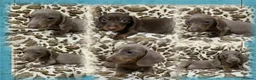 Dachshund dogs for sale: 🩷Amazing dachshund puppies🩷 - Advert 1