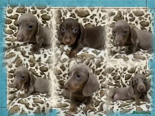 Dachshund dogs 🩷Amazing dachshund puppies🩷 - Advert 2