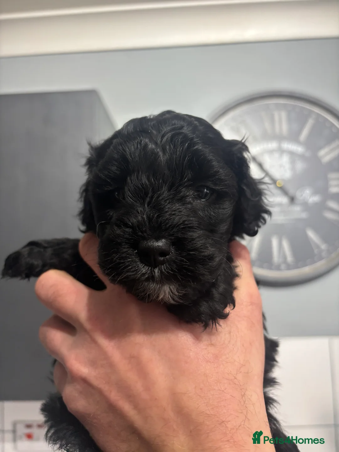 Mixed Breed dogs for sale: Shihpoo puppies - Advert 13