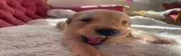 Golden Retriever dogs for sale: Beautiful Golden Retriever Puppies - Advert 10