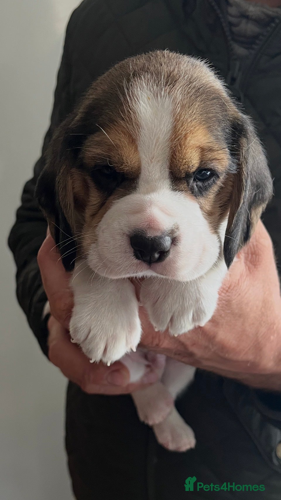 Beagle dogs Champion Bred Puppies (KC reg) - Advert 1