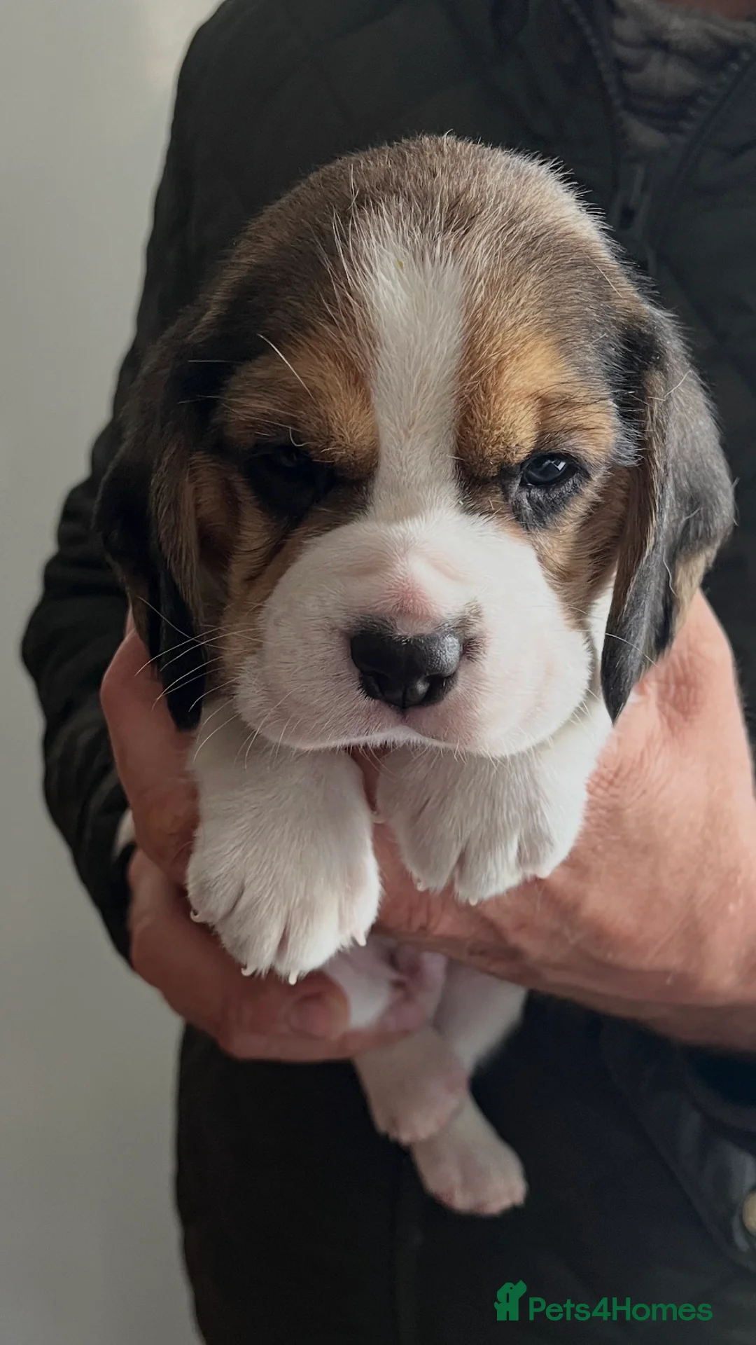 Beagle dogs for sale: Champion Bred Puppies (KC reg) - Advert 2
