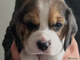 Beagle dogs Champion Bred Puppies (KC reg) - Advert 1
