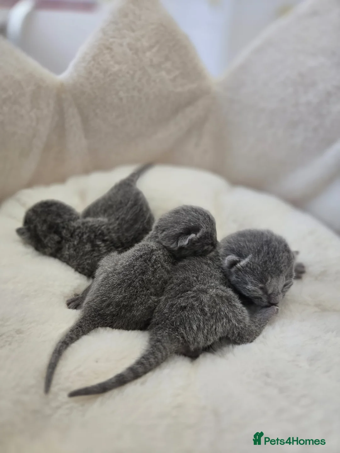 Russian Blue cats for sale: 🥇🏆TOP Quality TICA Reg Russian blue kittens 🏅  - Advert 2