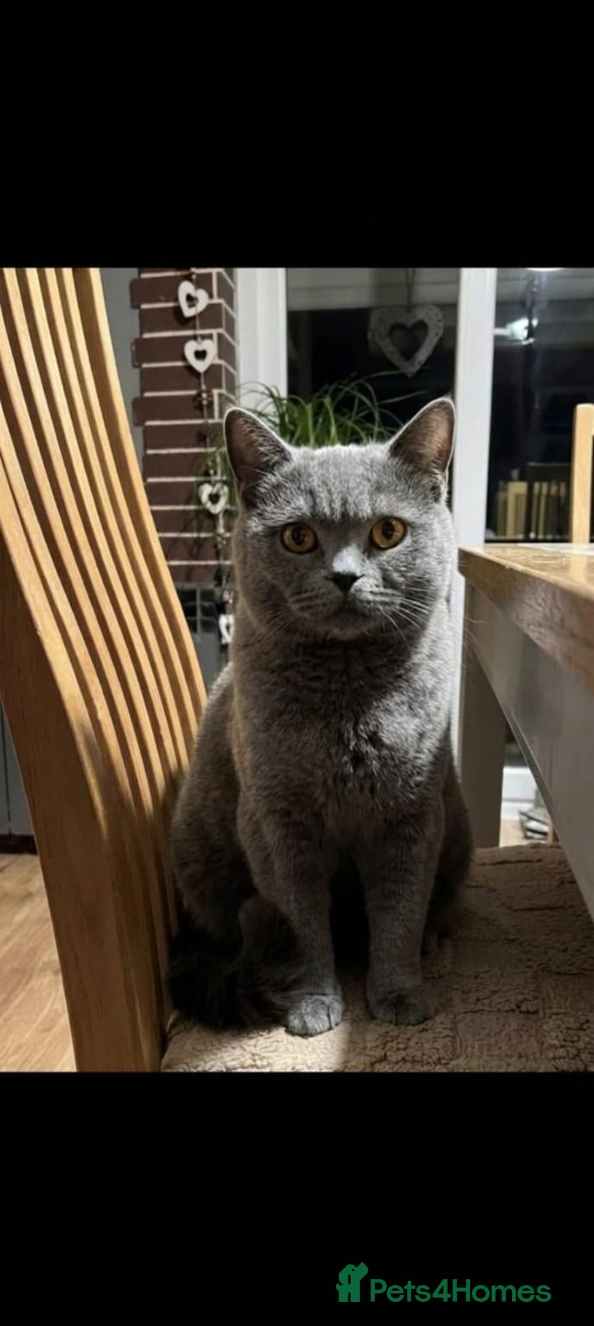 British Shorthair cats British Blue Shorthair  - Advert 5