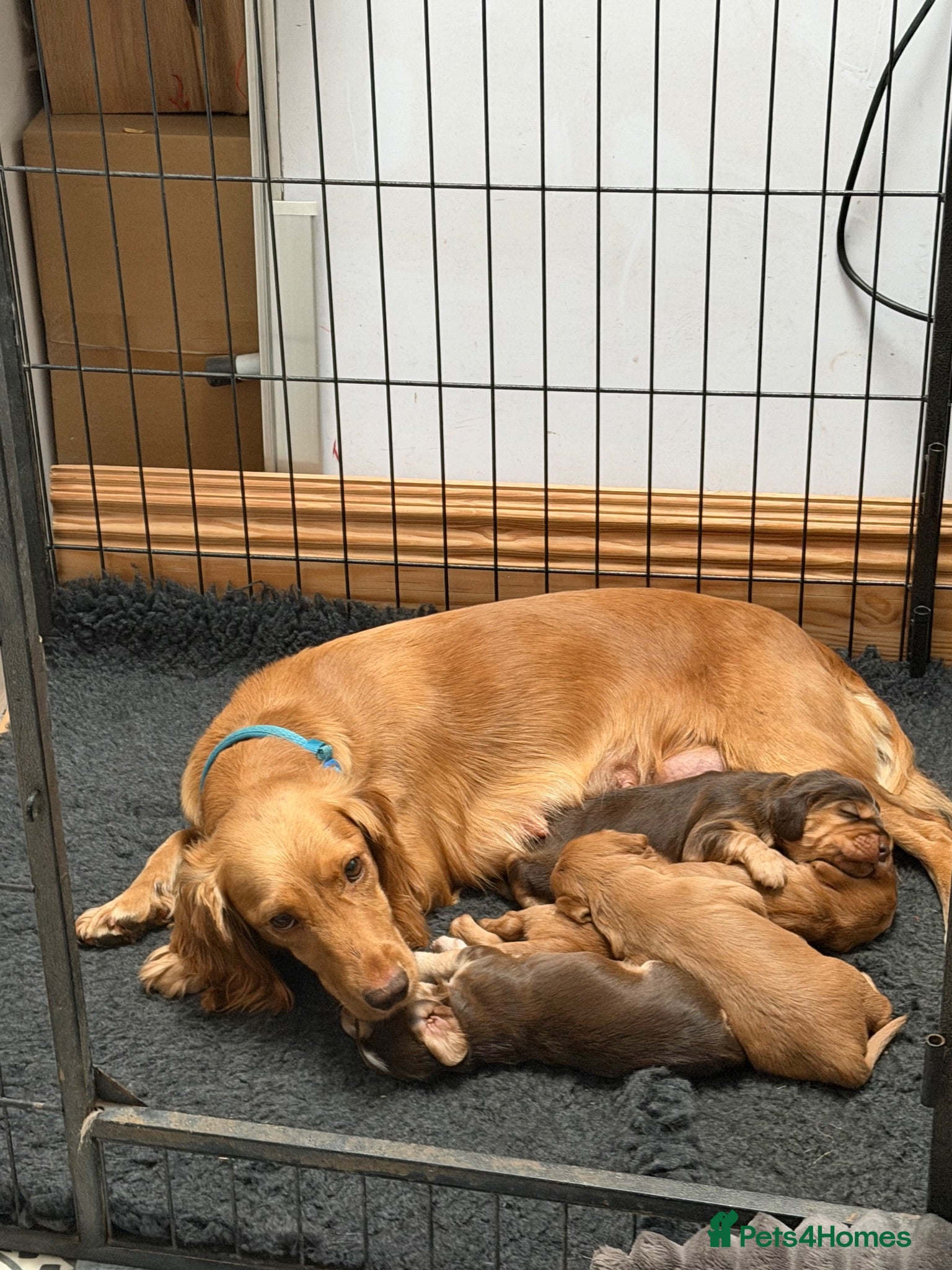 Cocker Spaniel dogs KC Registered working Cockers pups - Advert 2