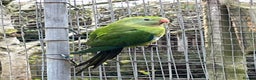 Parakeets birds for sale: 2025 Male Barrabands’s for sale - Advert 2