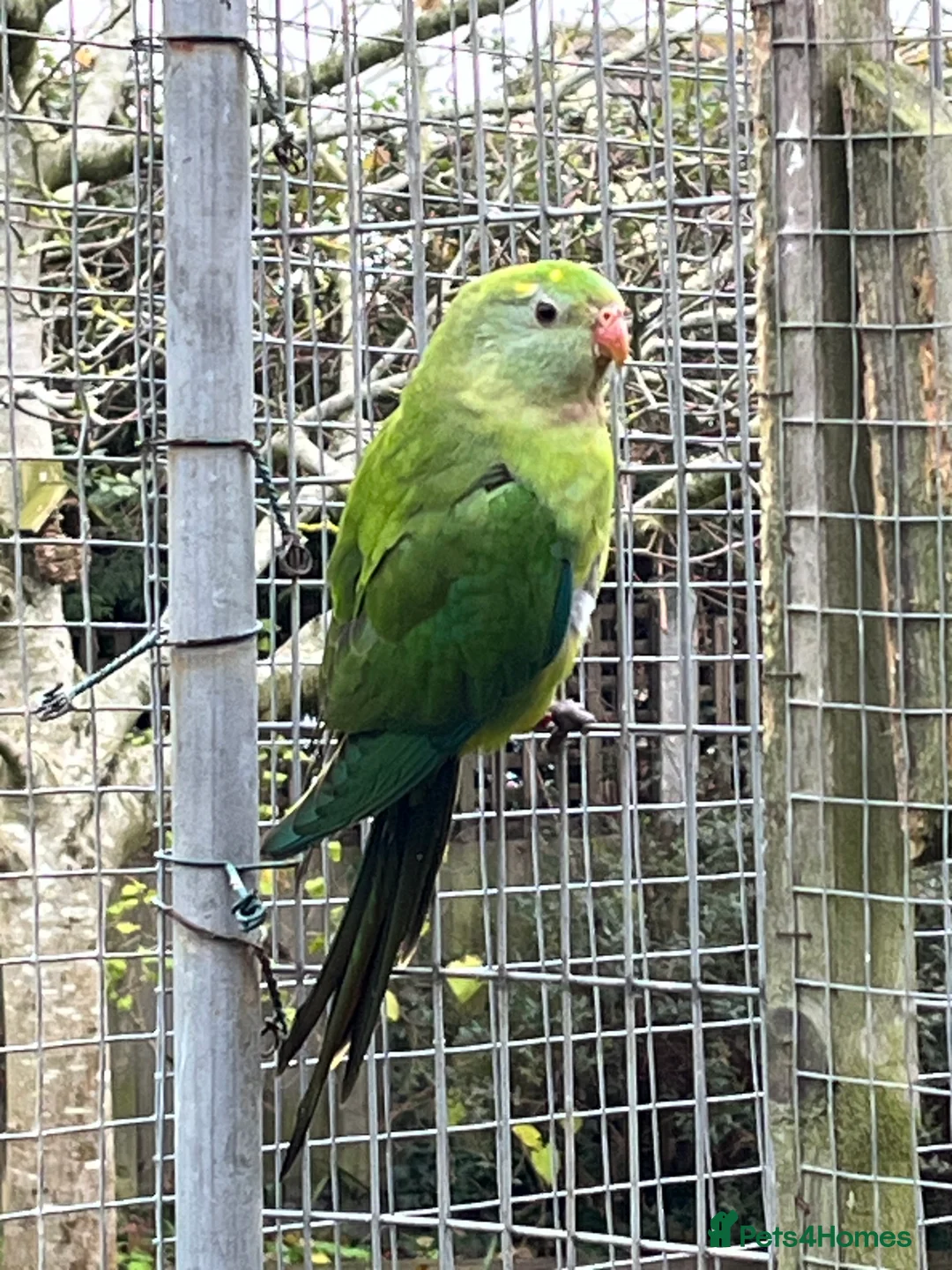 Parakeets birds for sale: 2025 Male Barrabands’s for sale - Advert 2